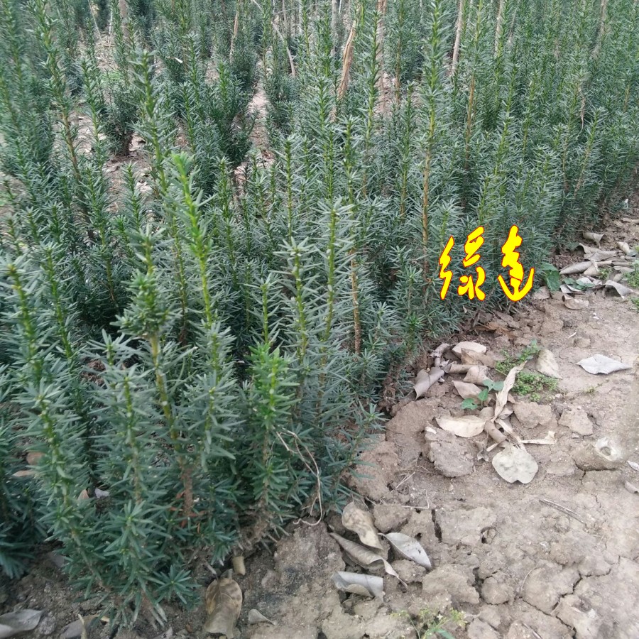 �̴�10cm�������辰