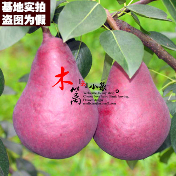 【红考密思15】庭院盆栽地栽梨苗梨树嫁接苗 黄金梨苗 香梨苗