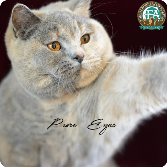 Pure Eyes Cfa Gc Descent Blue Cream British Short Blue Milk