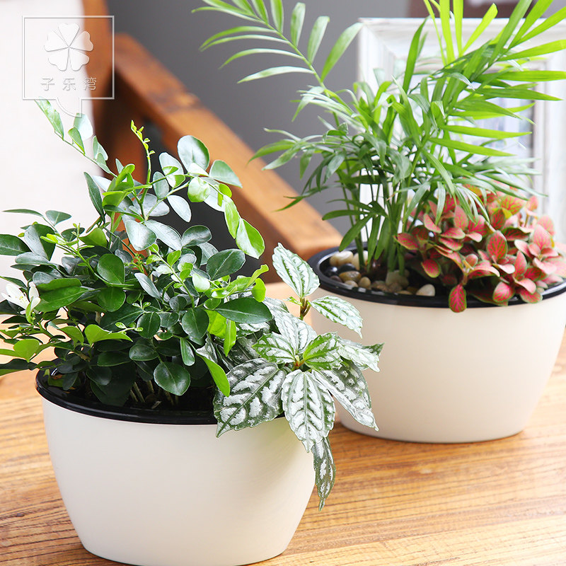 ���������辰 �������Ʋ�