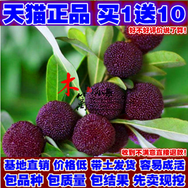 正宗嫁接东魁杨梅苗 盆栽地栽杨梅苗 阳台庭院绿化植物 带土发货