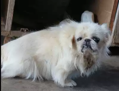 Zero four zero sunny (not for sale only)