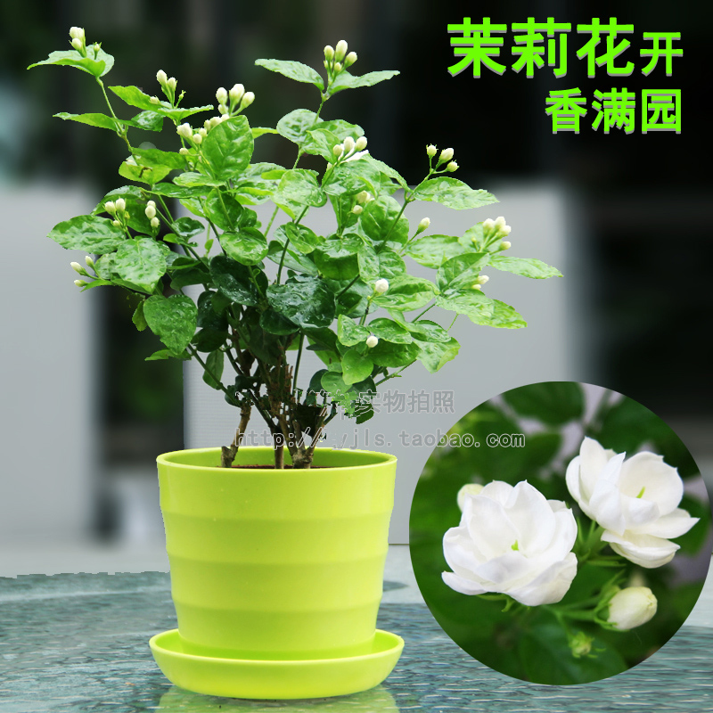 茉莉花苗包邮 盆栽室内花卉 双瓣重瓣茉莉花苗 净化空气包邮