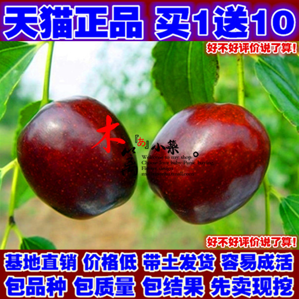 盆栽台湾大青枣 冬枣苗 嫁接枣树沾化冬枣苗黄冠甜枣无核金丝枣苗