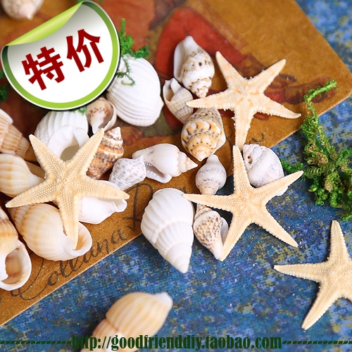 (Special) Shell Conch Starfish Glass Cover DIY Filler Accessories (0088J)