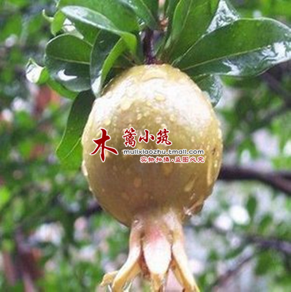 【白玉果石榴】石榴苗 阳台庭院盆栽地栽嫁接苗 适合南北方种植