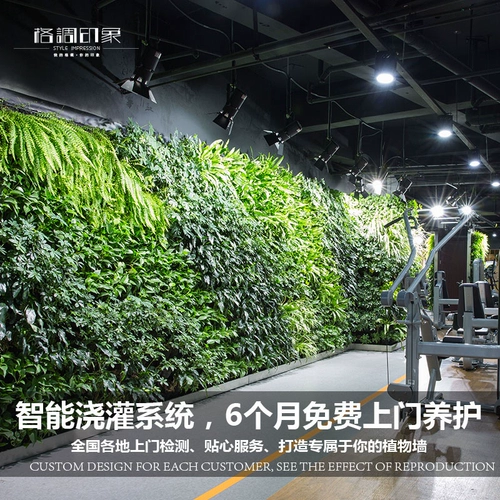 Индивидуальная крупноклапальная фона растительная фона стена Зеленая растение Выпуск растений.