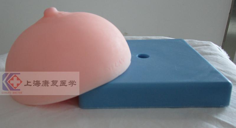 女性乳房模型带乳晕 催乳师培训道具义乳模型 教具模型 rf-4