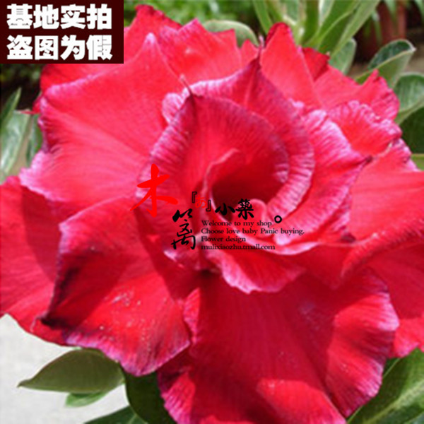 【红色16】盆栽花卉沙漠玫瑰苗 四季开花沙漠玫瑰苗 玫瑰花苗