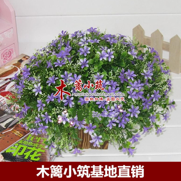 满天星【淡雅紫】盆栽室内花卉 阳台花草 观花植物易种植