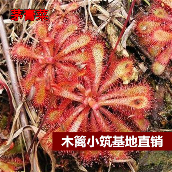【茅膏菜16】猪笼草 食虫草 捕蝇草 夏季驱蚊【20粒】