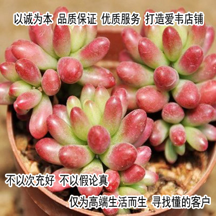 Rainbow jade brocade succulent plant potted flower office balcony green plant small bonsai fire red juvenile lotus clearance