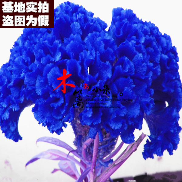 【蓝鸡冠16】鸡冠花庭院阳台观赏香草花卉鸡冠头四季播种