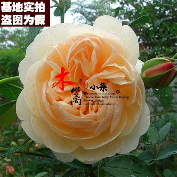 【黄金庆典16】欧月藤本月季苗 盆栽地载爬藤攀援蔷薇玫瑰花苗