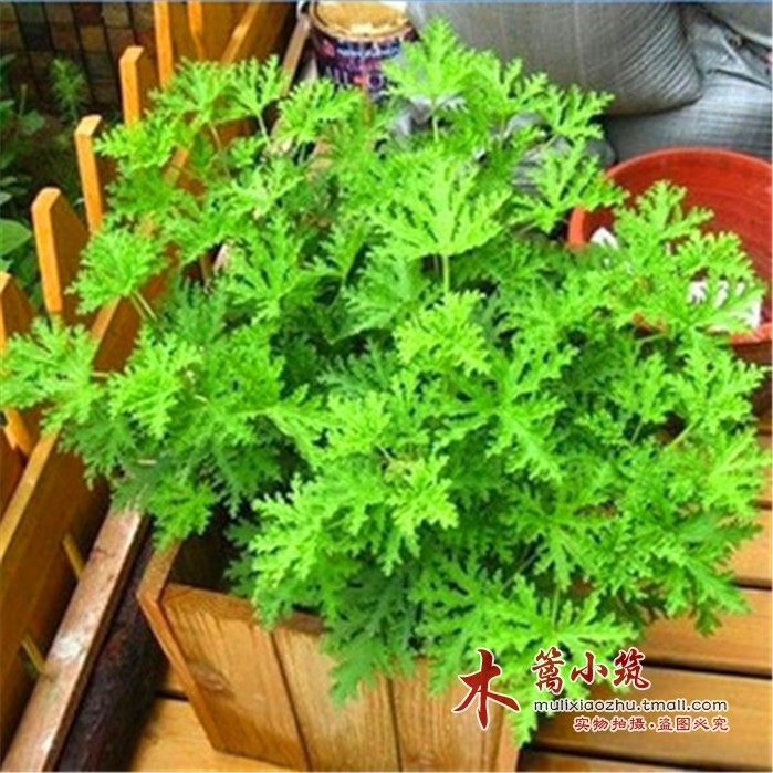 室内绿植盆栽 神奇驱蚊香草【驱蚊草】蚊净香草 夏天不再怕蚊子咬