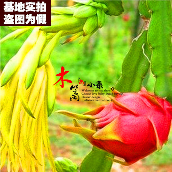 微粗15 盆栽 火龙果 红心 红肉 紫肉 带根粗壮 果大肉多 苗