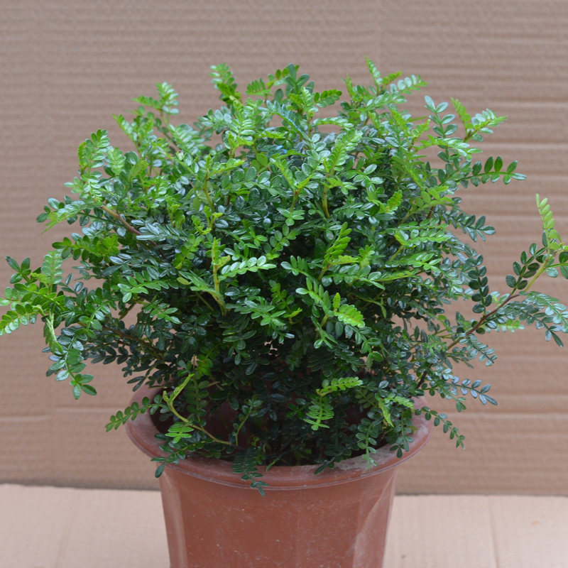 �Ӻ�ԵС��������ľ