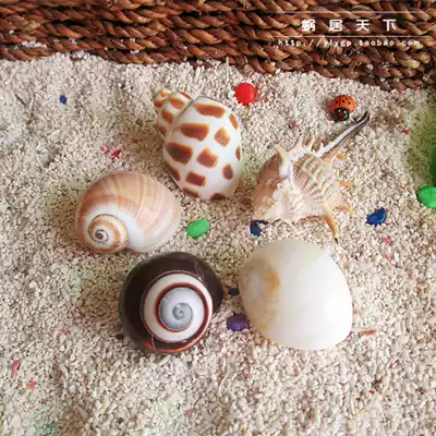 (Medium 5 specials-dwelling in the world) 2-5cm hermit crab replacement shell special natural shell conch