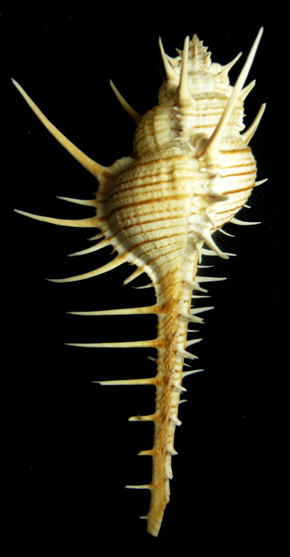 Witchbone Snail Murex Troscheli Lischke, 1868 Witchbone Snail Murex Troscheli Lischke, 1868