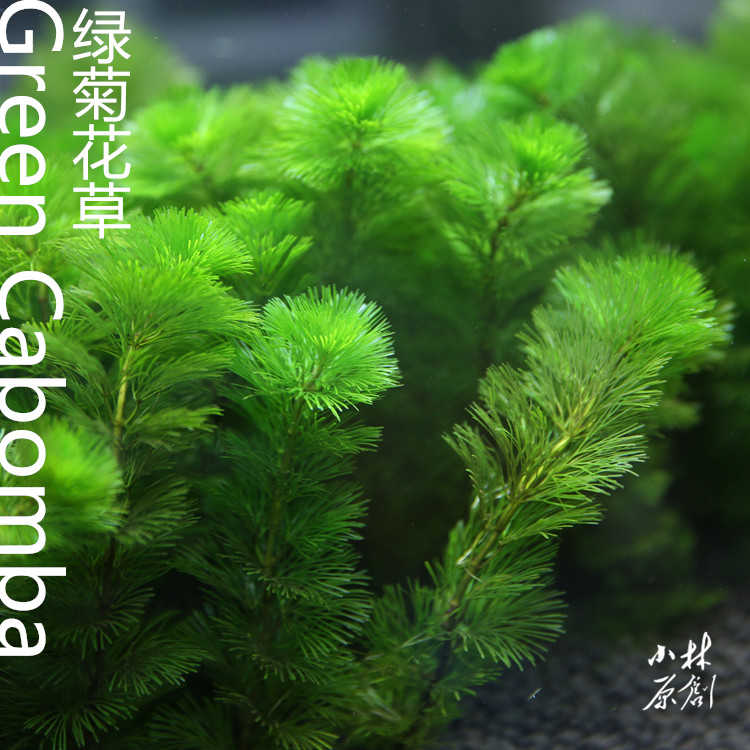冬季魚缸冷水水草綠菊花草金魚藻水草易養蜈蚣草入門新手四季造景