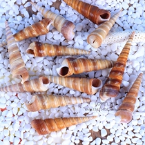 Natural black awl snail Brown pointed screw snail Mediterranean home decoration props wedding shell conch fish tank