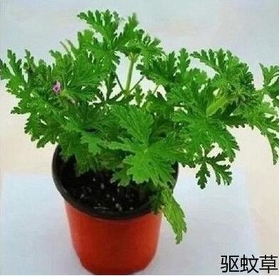 Mosquito Repellent Vanilla Lemon Scented Leaves Geranium Green Decoration Small Potted Plant Sapling Plant Office Nemiwood Table