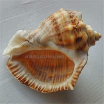  Natural conch shell red mouth snail Red carp snail roll shellfish Hermit crab special snail shell fish tank aquarium decoration