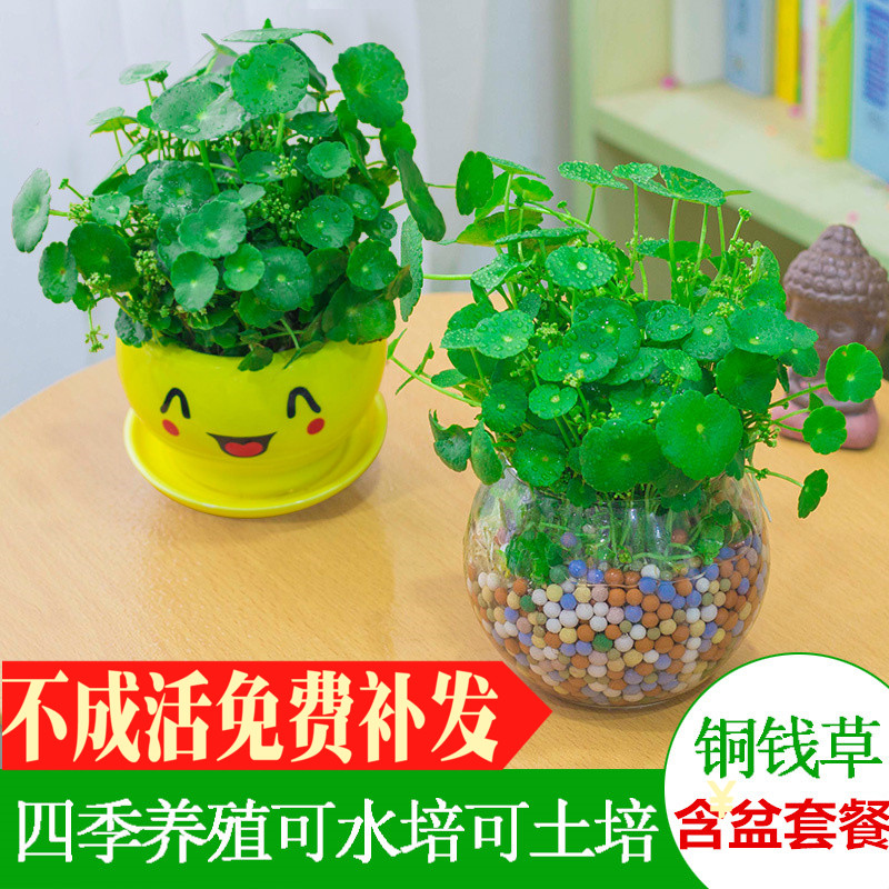 铜钱草水培土培室内桌面盆栽绿植花卉盆景防辐射金钱草盆栽植物花
