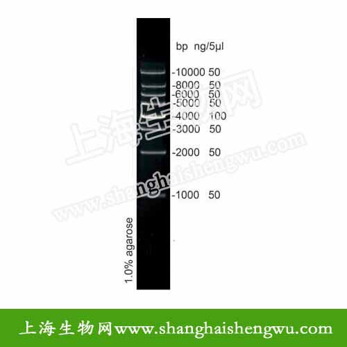 DL1000 50T 250ul DNA Marker DNA分子量标准 R04040 核酸电泳