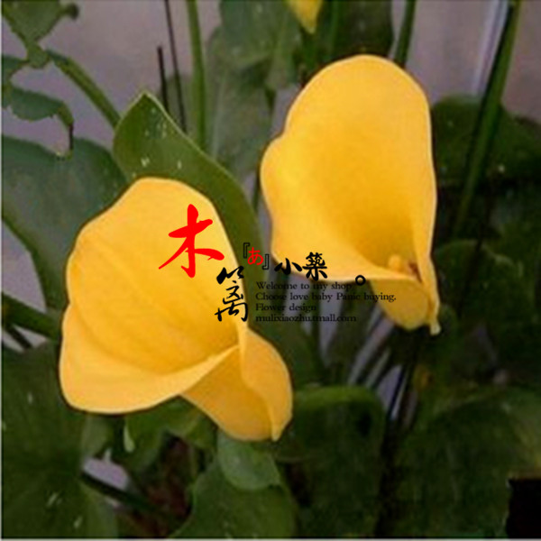 彩色马蹄莲根【炫耀】马蹄莲球 当年可开花