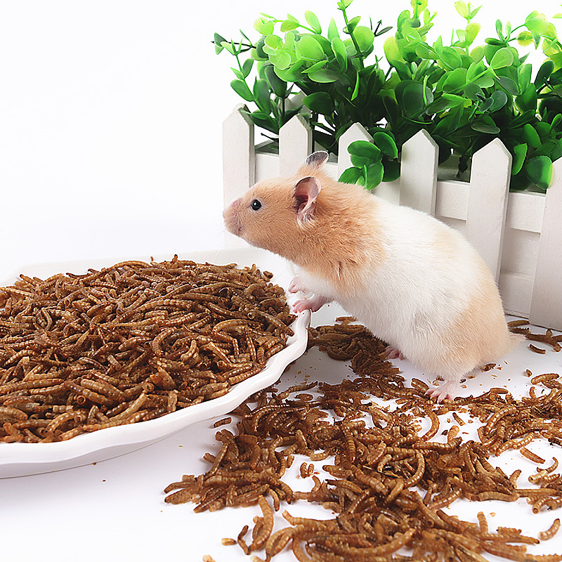 джунгарский хомячок. зерно хомякам. зерно хомякам. гранула кукурузы плющеной в корме для грызунов. зерно хомякам.