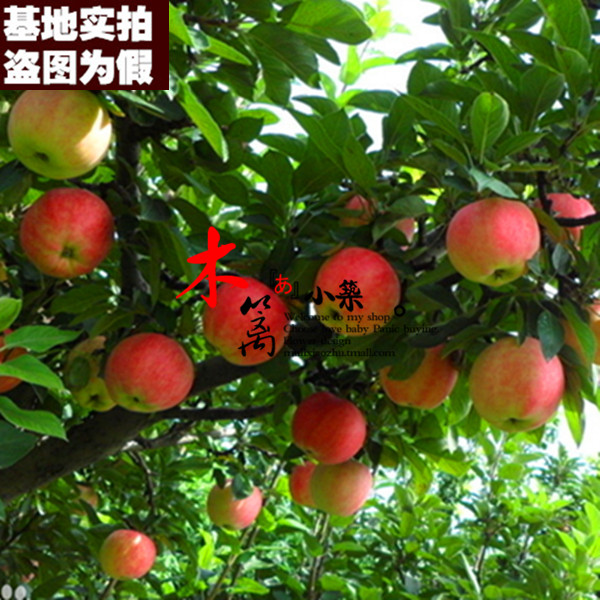 【红富士一号15】盆栽/地栽柱状苹果 嫁接苗苹果  当年结苗