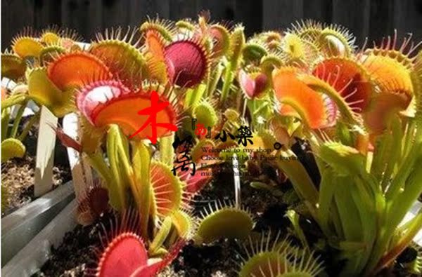 【十字芽捕蝇草】盆栽花卉 食虫草 捕蝇草 夏季驱蚊 20粒