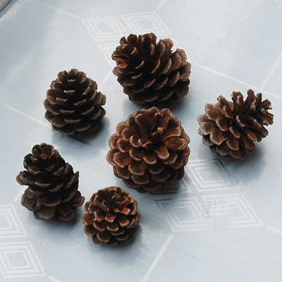 (Big Pine Cone) Pine Cone Extra Large Pine Cone