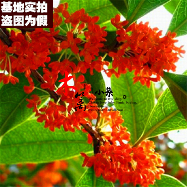 【佛顶桂17】室内盆栽花卉 丹桂金桂银桂四季桂花苗【10粒装】