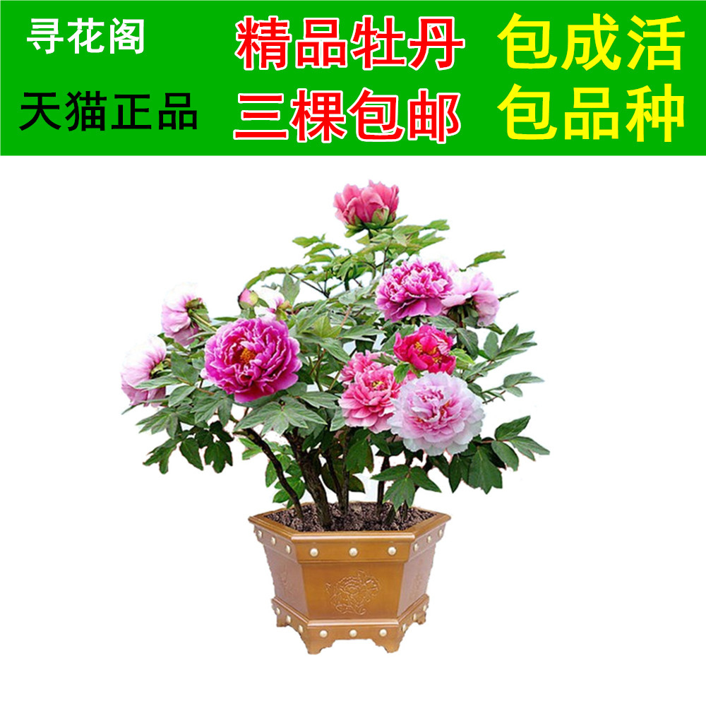 正宗洛阳牡丹花苗 盆栽室内牡丹大苗盆栽 当年开花 三棵包邮