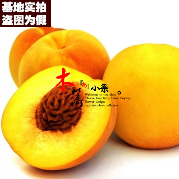 【澳洲黄桃15】盆栽地栽花苗盆栽桃樹苗嫁接苗水蜜桃油桃苗