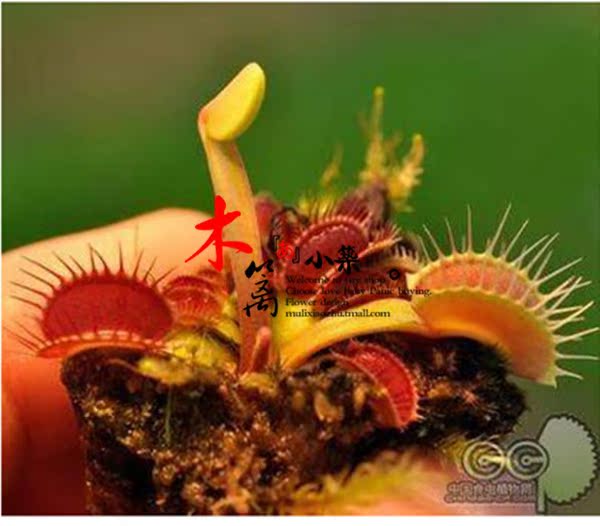 【红锯齿捕蝇草】盆栽花卉 食虫草 捕蝇草 夏季驱蚊 20粒
