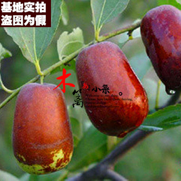 【骏枣15】果樹苗枣树嫁接枣苗 阳台庭院绿植盆栽枣子苗