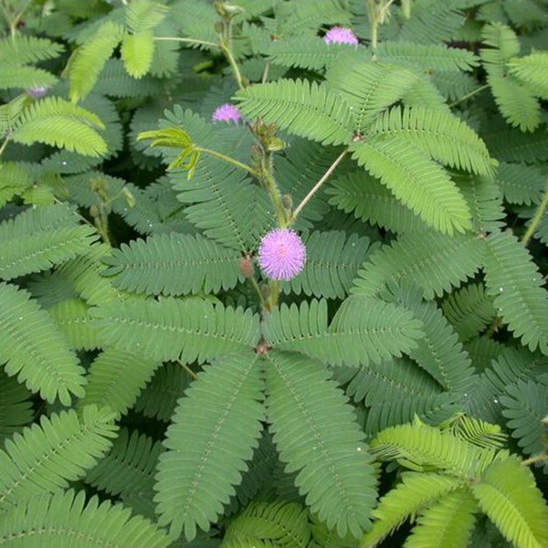 含羞草 阳台专用种植盆栽 花卉盆栽含羞草