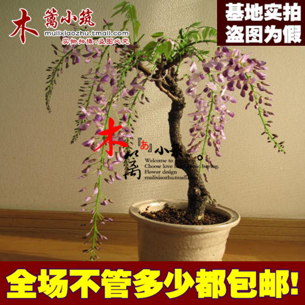 庭院花卉 多花紫藤花苗 紫藤树紫藤萝 紫藤苗 爬藤植物攀援速度快