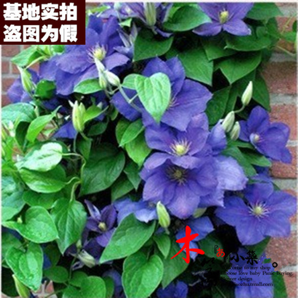 【斯考特将军16】爬藤植物花铁线莲种根铁线莲苗 铁线莲花苗