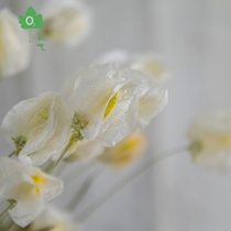 (Lantern flower)Yunnan natural plant dried flowers small fresh home decoration flowers Living room table floral art