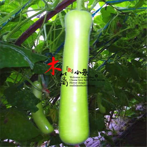 【奥丰一号蒲瓜】阳台盆栽黄瓜南瓜苦瓜丝瓜蒲瓜瓜果种