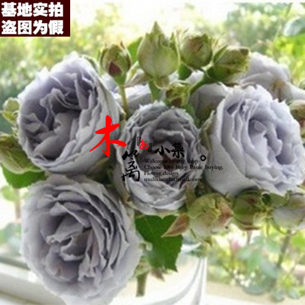 【月蓝16】欧月藤本月季苗 盆栽地载爬藤攀援蔷薇玫瑰花苗