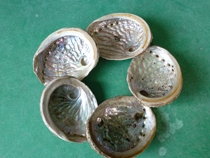 Black edge abalone shell conch creative home decoration study bedroom bogusan small ornaments