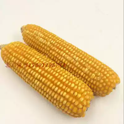 Big corn Cob Chinchilla molar stone Rabbit molar Super favorite molar snack Practical one Buy 3 get 2 free