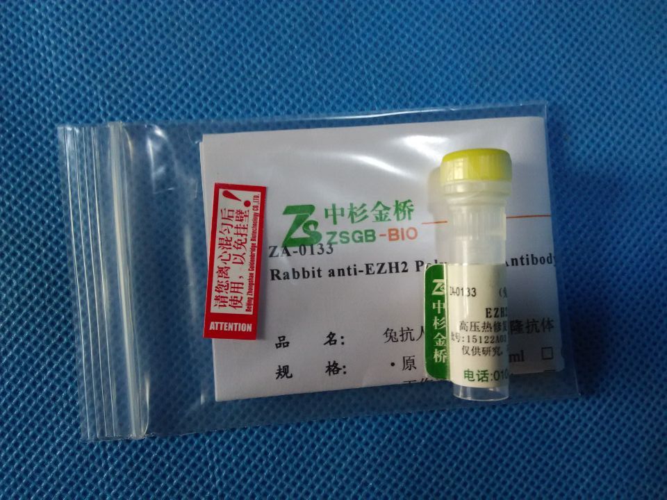 兔抗人EZH2多克隆抗体 0.1ml/支 中杉ZA-0133