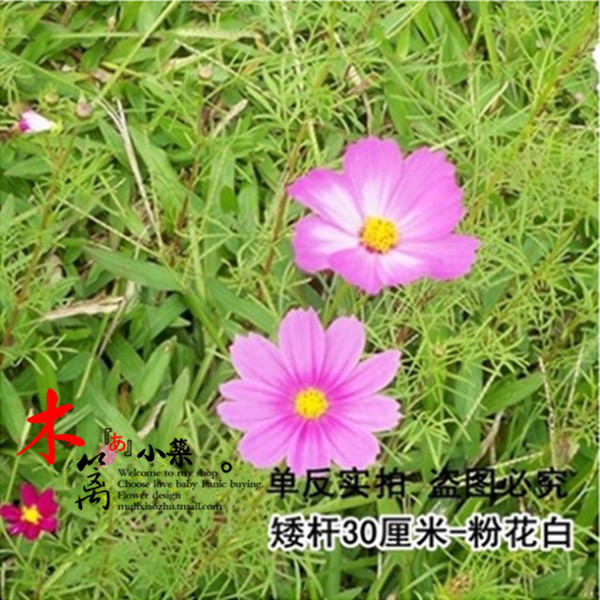 波斯菊花【矮杆粉花白】阳台花卉盆栽花草大波斯菊格桑花