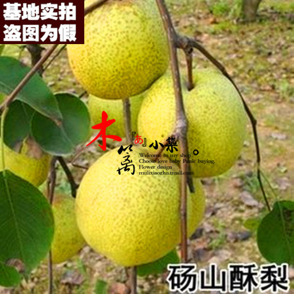 【啺山酥梨15】庭院盆栽地栽梨苗梨树嫁接苗 黄金梨苗 香梨苗